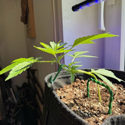 F1 Milky Way growlog timeline photo