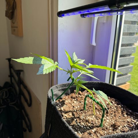 F1 Milky Way growlog timeline photo