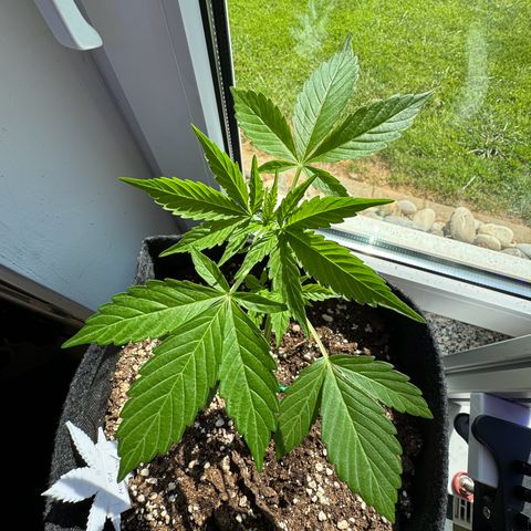 F1 Milky Way growlog timeline photo