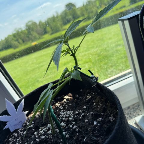 F1 Milky Way growlog timeline photo