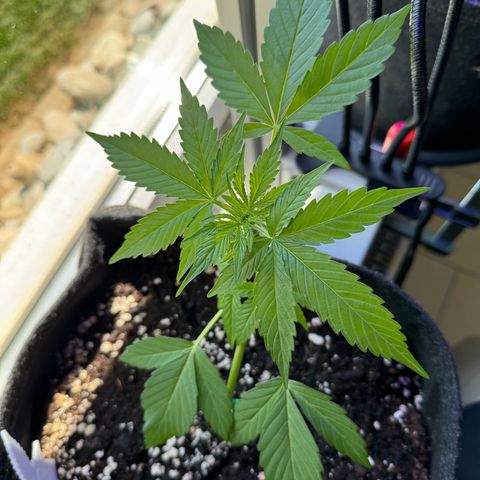 F1 Milky Way growlog timeline photo