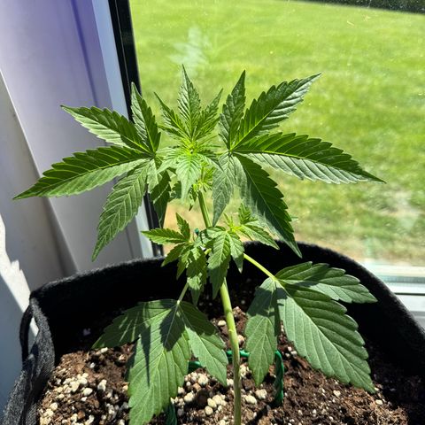 F1 Milky Way growlog timeline photo