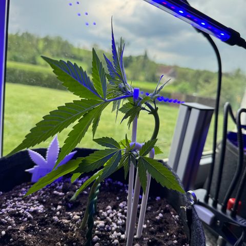 F1 Milky Way growlog timeline photo