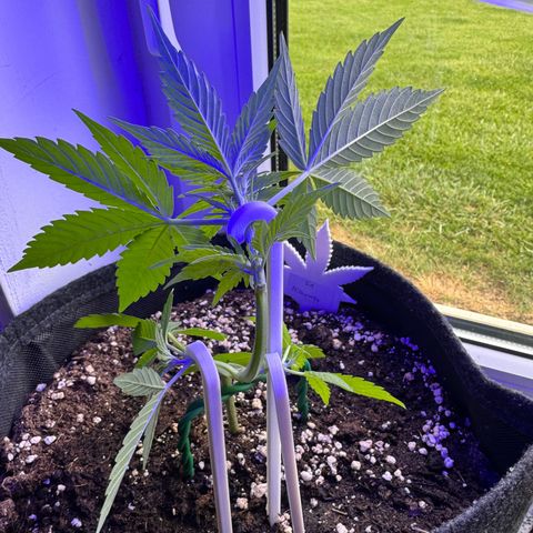 F1 Milky Way growlog timeline photo