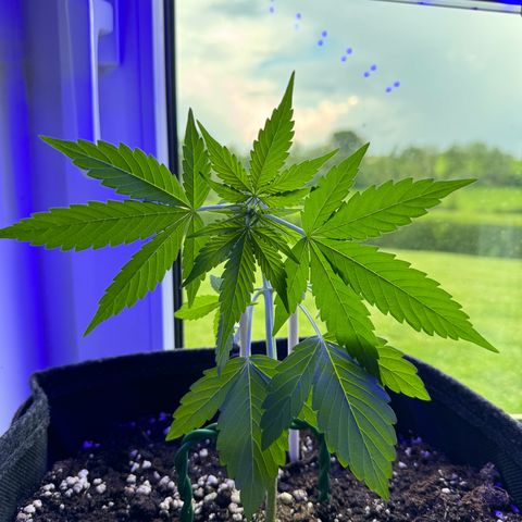 F1 Milky Way growlog timeline photo