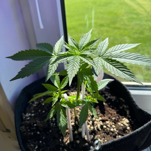 F1 Milky Way growlog timeline photo