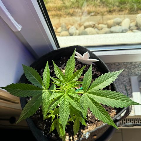 F1 Milky Way growlog timeline photo