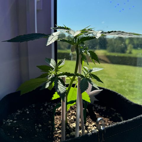 F1 Milky Way growlog timeline photo