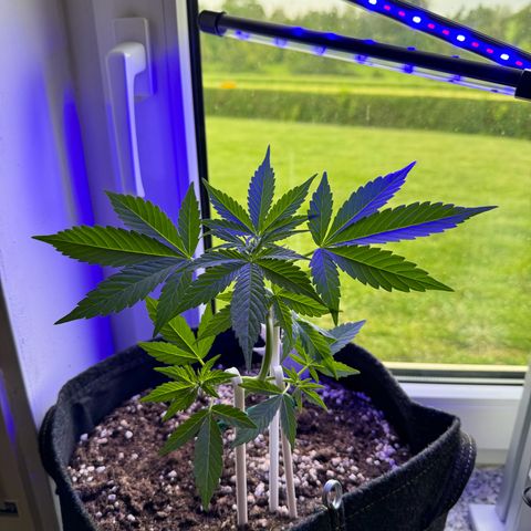 F1 Milky Way growlog timeline photo