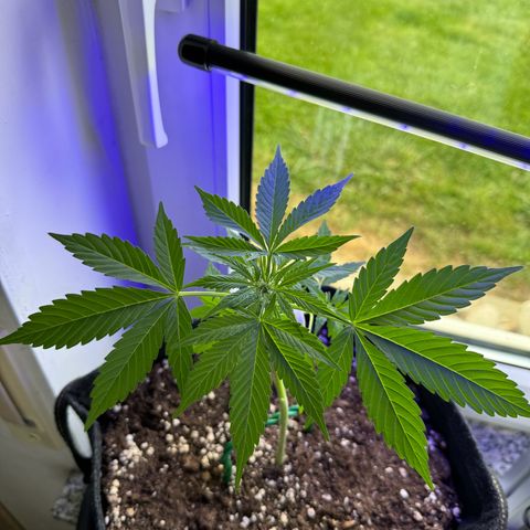 F1 Milky Way growlog timeline photo