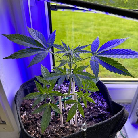 F1 Milky Way growlog timeline photo