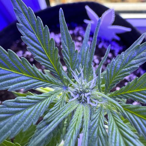 F1 Milky Way growlog timeline photo