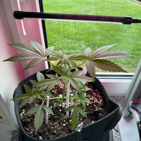 F1 Milky Way growlog timeline photo