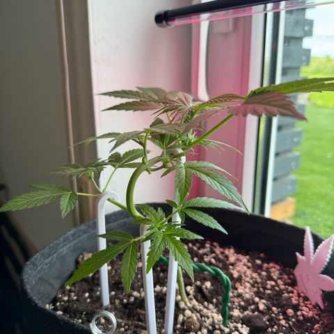 F1 Milky Way growlog timeline photo