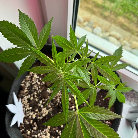 F1 Milky Way growlog timeline photo