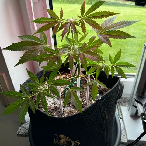 F1 Milky Way growlog timeline photo