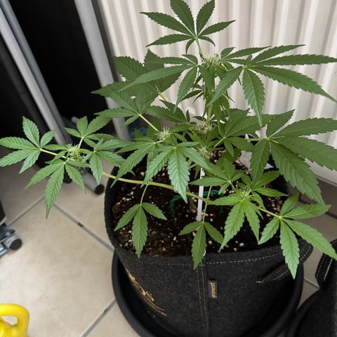 F1 Milky Way growlog timeline photo