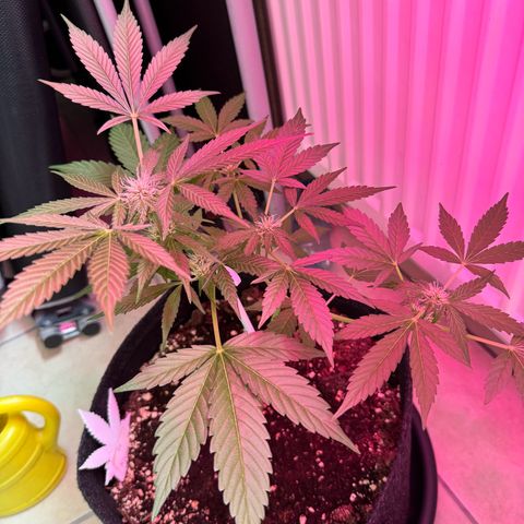 F1 Milky Way growlog timeline photo