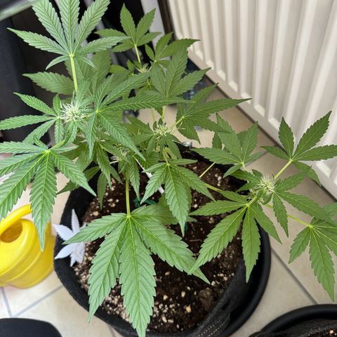 F1 Milky Way growlog timeline photo