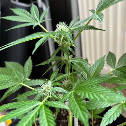 F1 Milky Way growlog timeline photo