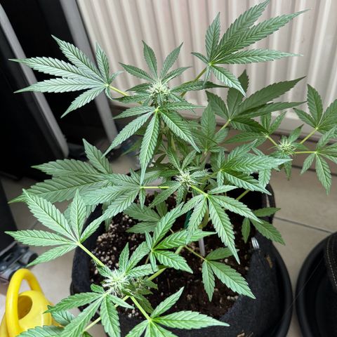 F1 Milky Way growlog timeline photo