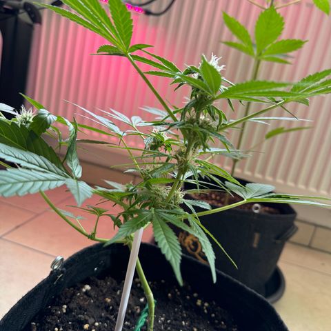 F1 Milky Way growlog timeline photo