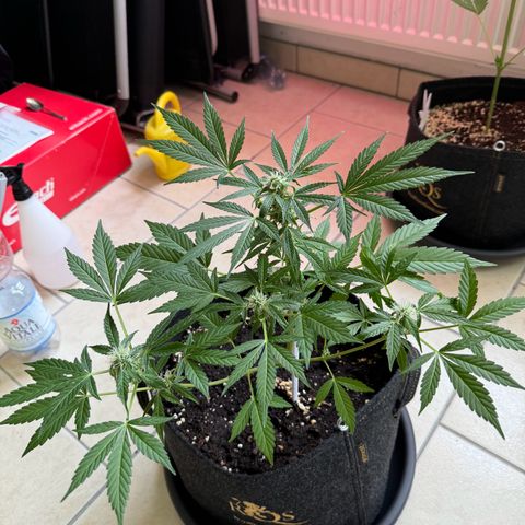 F1 Milky Way growlog timeline photo