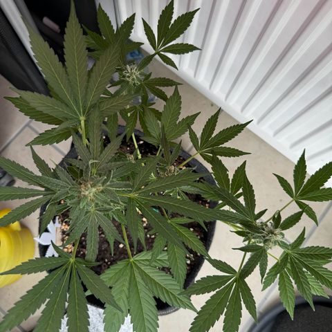 F1 Milky Way growlog timeline photo