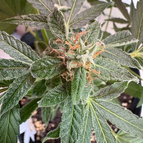 F1 Milky Way growlog timeline photo