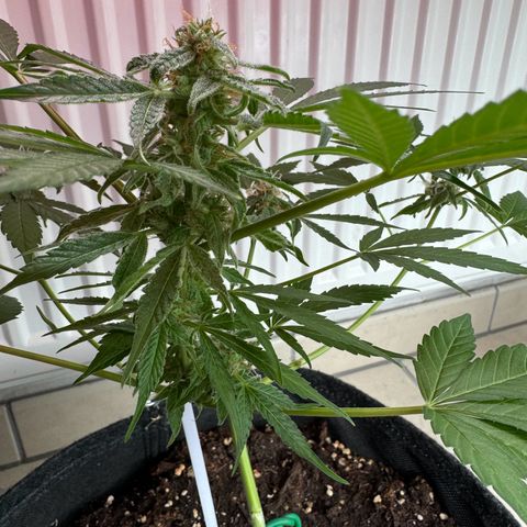 F1 Milky Way growlog timeline photo