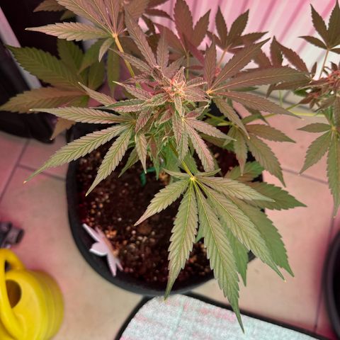 F1 Milky Way growlog timeline photo