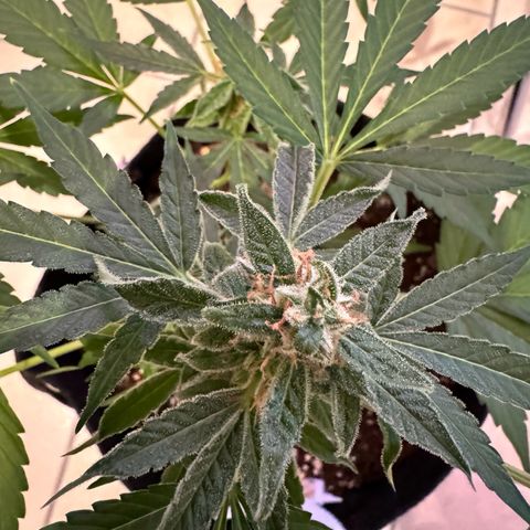 F1 Milky Way growlog timeline photo