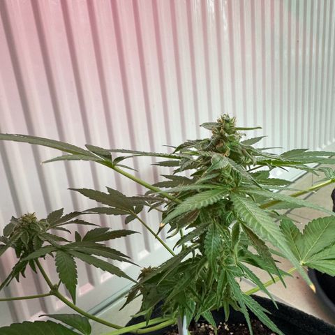 F1 Milky Way growlog timeline photo