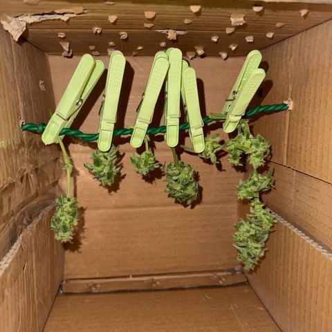 F1 Milky Way growlog timeline photo