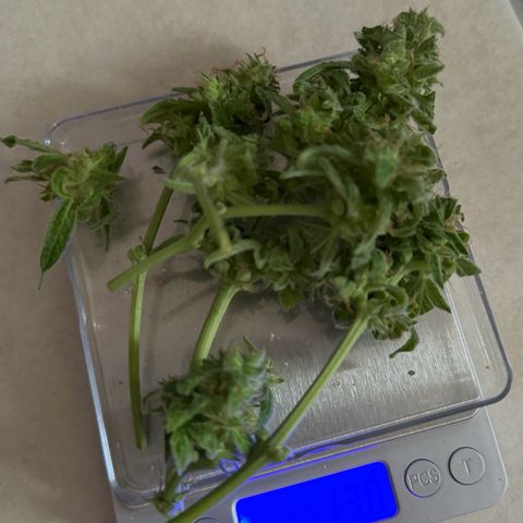 F1 Milky Way growlog timeline photo