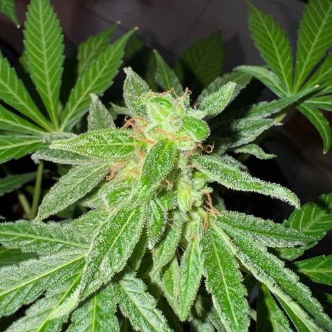 F1 Milky Way growlog timeline photo