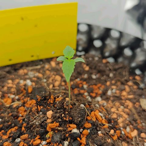 Do-Si-Dos Automatic growlog timeline photo