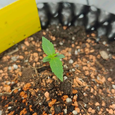 Do-Si-Dos Automatic growlog timeline photo