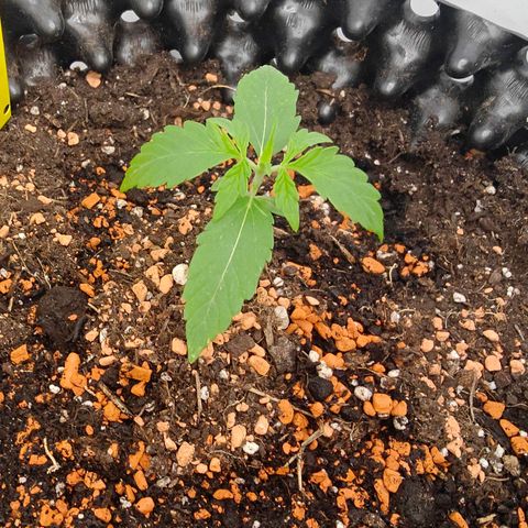 Do-Si-Dos Automatic growlog timeline photo