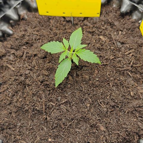 Do-Si-Dos Automatic growlog timeline photo