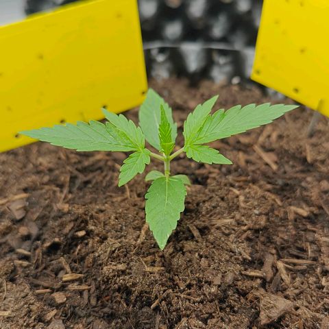 Do-Si-Dos Automatic growlog timeline photo