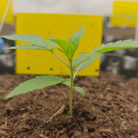 Do-Si-Dos Automatic growlog timeline photo