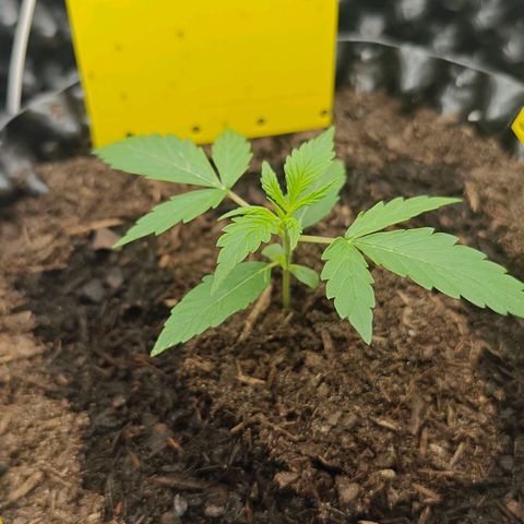 Do-Si-Dos Automatic growlog timeline photo