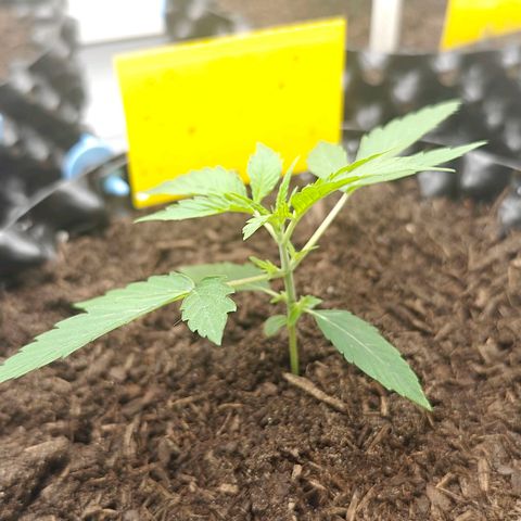 Do-Si-Dos Automatic growlog timeline photo