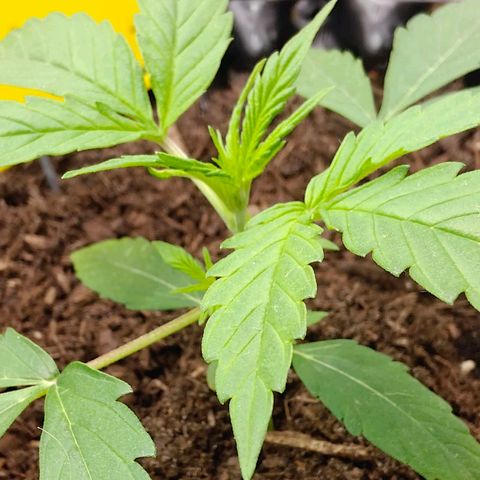 Do-Si-Dos Automatic growlog timeline photo