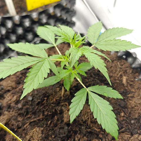 Do-Si-Dos Automatic growlog timeline photo