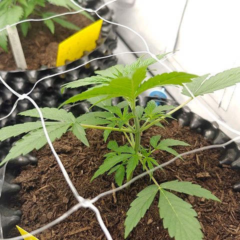 Do-Si-Dos Automatic growlog timeline photo