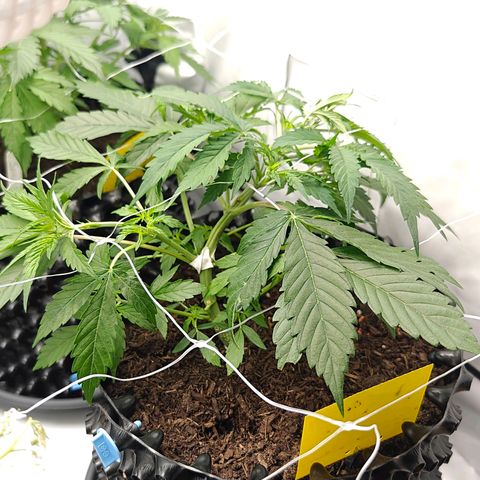 Do-Si-Dos Automatic growlog timeline photo