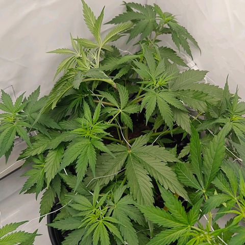 Do-Si-Dos Automatic growlog timeline photo