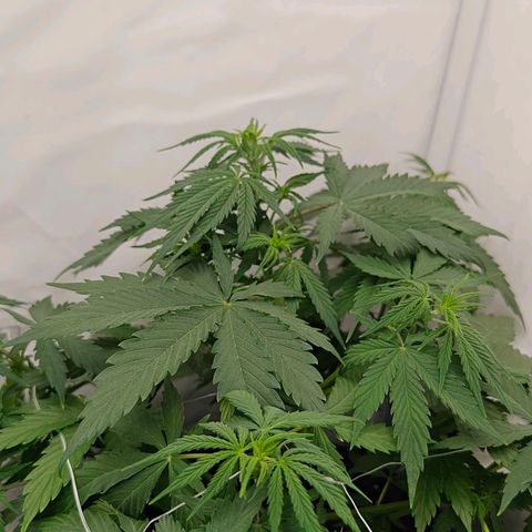 Do-Si-Dos Automatic growlog timeline photo